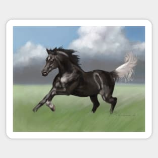 Black Arabian with Gulastra Plume Sticker